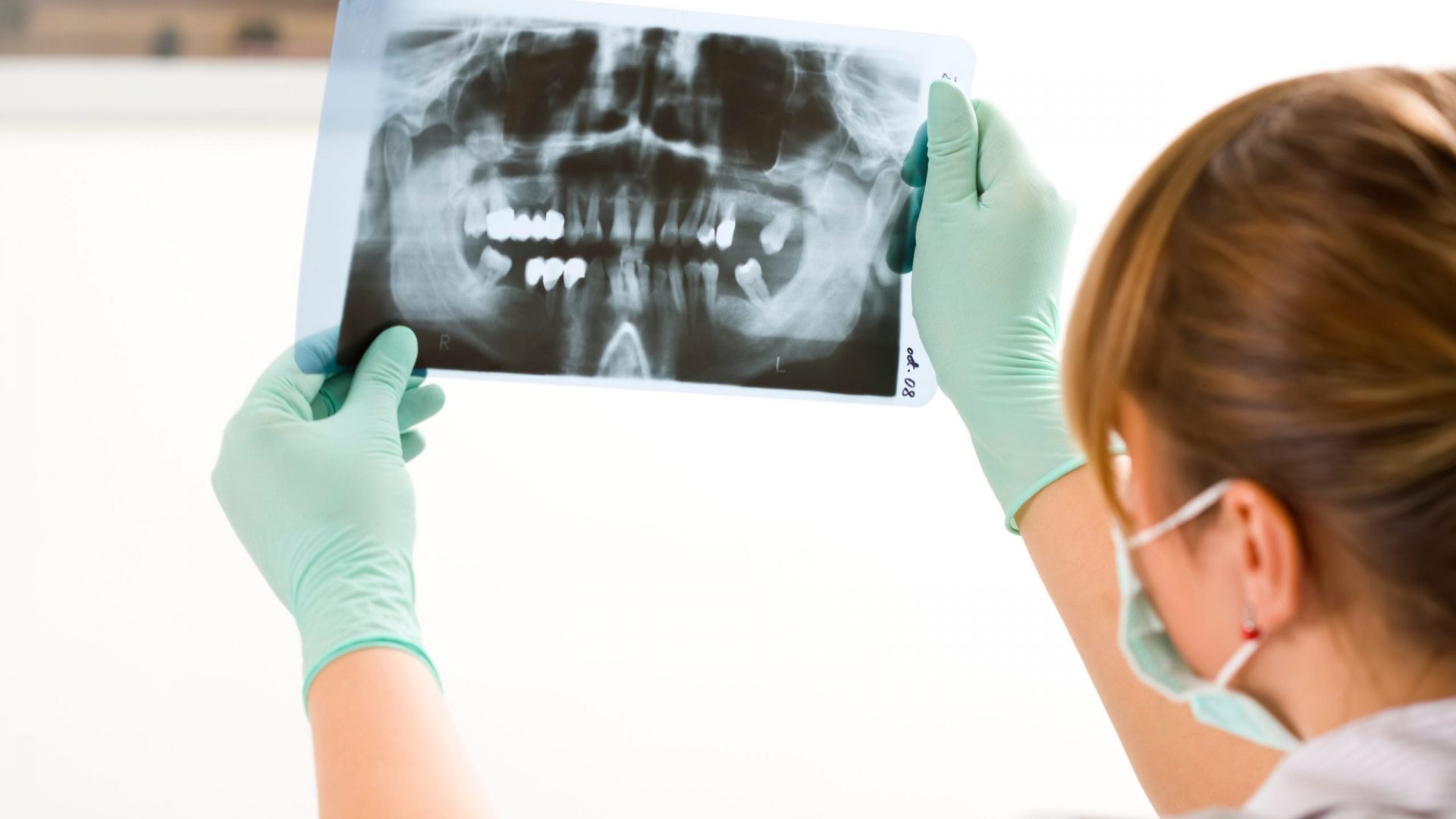 Examining radiography A female dentist examining a panoramic radiography.